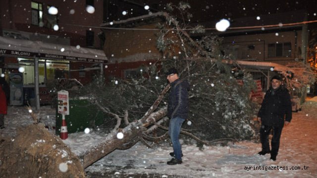 10 metrelik çam ağacı devrildi