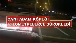 Cani adam köpeği kilometrelerce sürükledi