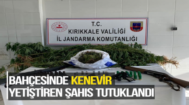 BAHÇESİNDE KENEVİR YETİŞTİREN ŞAHIS TUTUKLANDI