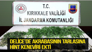 DELİCE’DE AKRABASININ TARLASINA HİNT KENEVİRİ EKTİ