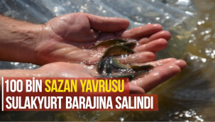 100 BİN SAZAN YAVRUSU SULAKYURT BARAJINA SALINDI