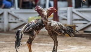 150 Kişi Suçüstünde Yakalandı