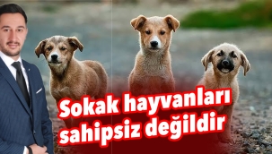 Sokak hayvanları sahipsiz değildir