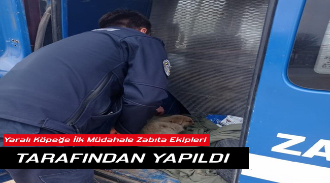 Yaralı köpeğe müdahale