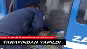 Yaralı köpeğe müdahale