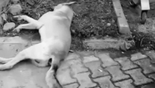 DELİCE'DE MASUM KÖPEĞE VAHŞET