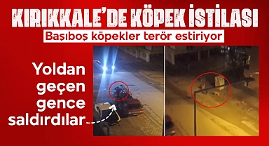 Kırıkkale'de sürü halindeki köpekler terör estiriyor