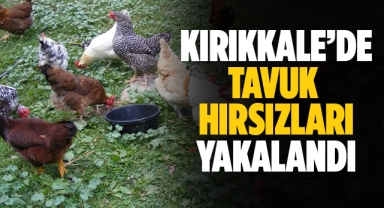Kırıkkale'de tavuk hırsızları yakalandı
