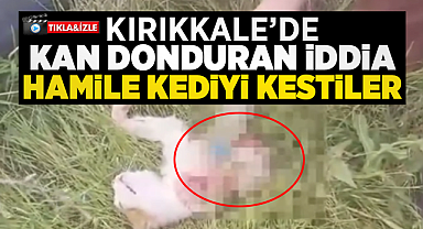 Kırıkkale'de kan donduran iddia hamile kediyi kestiler!