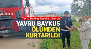 Yavru baykuş ölümden kurtarıldı
