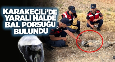 Karakeçili'de yaralı halde bal porsuğu bulundu