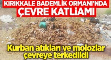 Kırıkkale Bademli Orman'ında çevre katliamı
