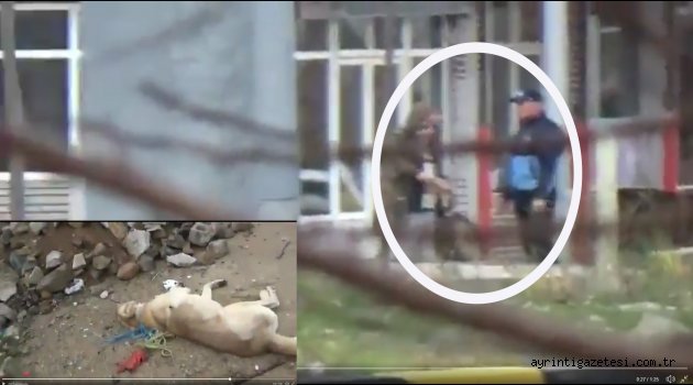 ŞOK! DELİCE'DE KÖPEK KATLİAMI