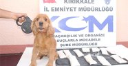 8 bin 779 kişiye işlem yapıldı