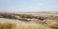 80 dekarlık tarla yandı