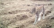 Vaşak fotokapan ile görüntülendi