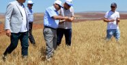 Buğday hasadı başladı