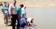 Cinali göletine 30 bin sazan bırakıldı