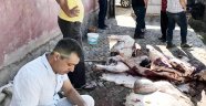 Tüberküloz çıkan kurbanın etleri imha edildi