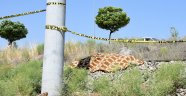Yaşlı kadına tren çarptı