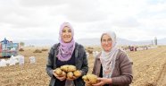 Yerli patates hasadı