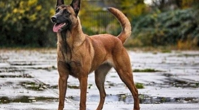 Çiftliğine aldığı köpek sahibinin parmağını kopardı.