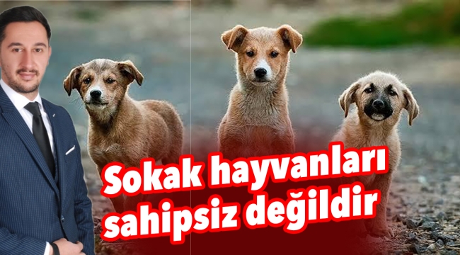 Sokak hayvanları sahipsiz değildir  