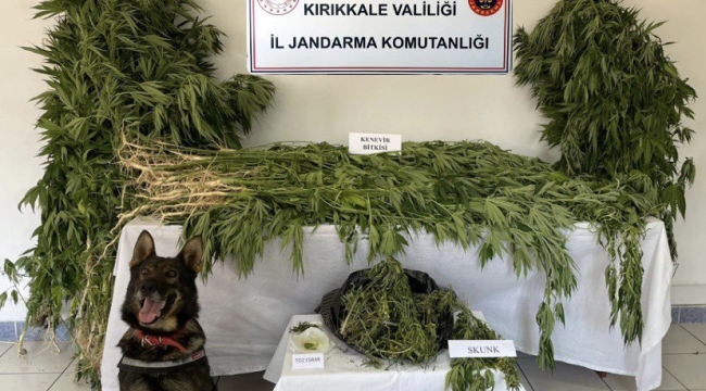 Kırıkkale'de kubar esrar ele geçirildi