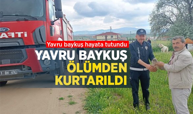 Yavru baykuş ölümden kurtarıldı