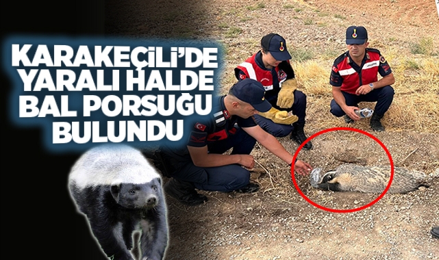 Karakeçili'de yaralı halde bal porsuğu bulundu