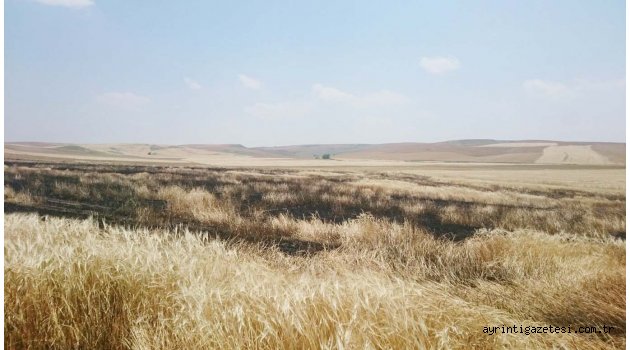 80 dekarlık tarla yandı