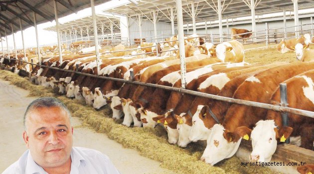 Düve yasağı yerinde bir karar