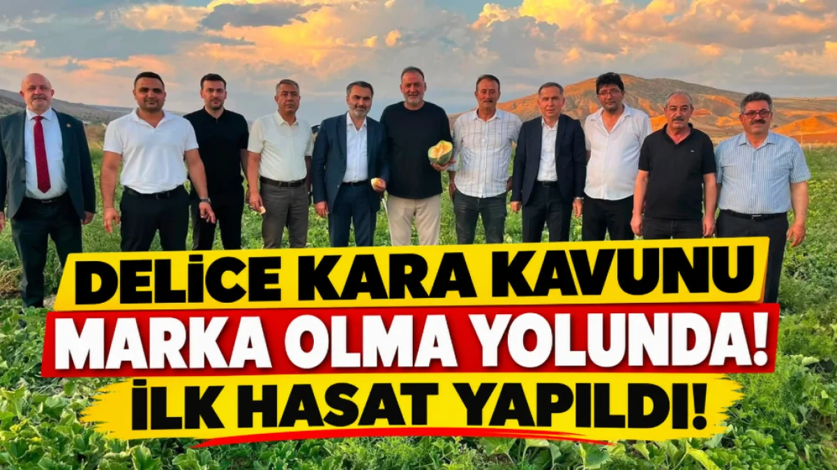 Delice Kara Kavunu Marka Olma Yolunda! İlk Hasat Yapıldı