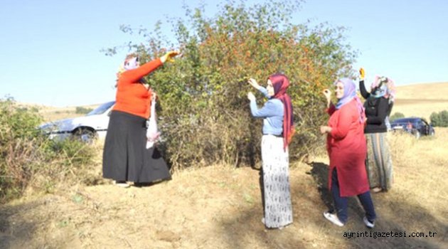 Kuşburnu Toplayarak Kışa Hazırlık Yapıyorlar
