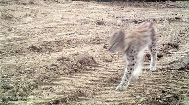 Vaşak fotokapan ile görüntülendi
