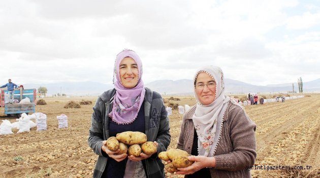 Yerli patates hasadı